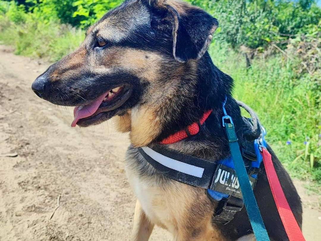 Adotta un cane, femmina, 5 anni  e 3 mesi , Napoli