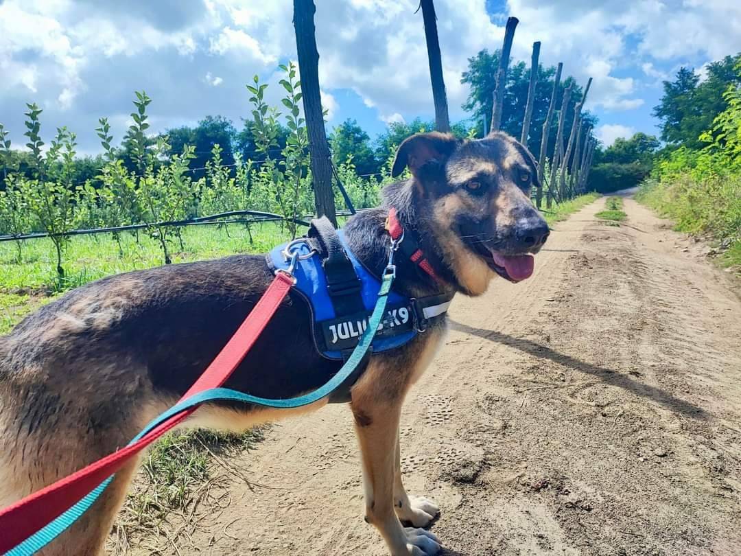 Adotta un cane, taglia media, femmina, Napoli