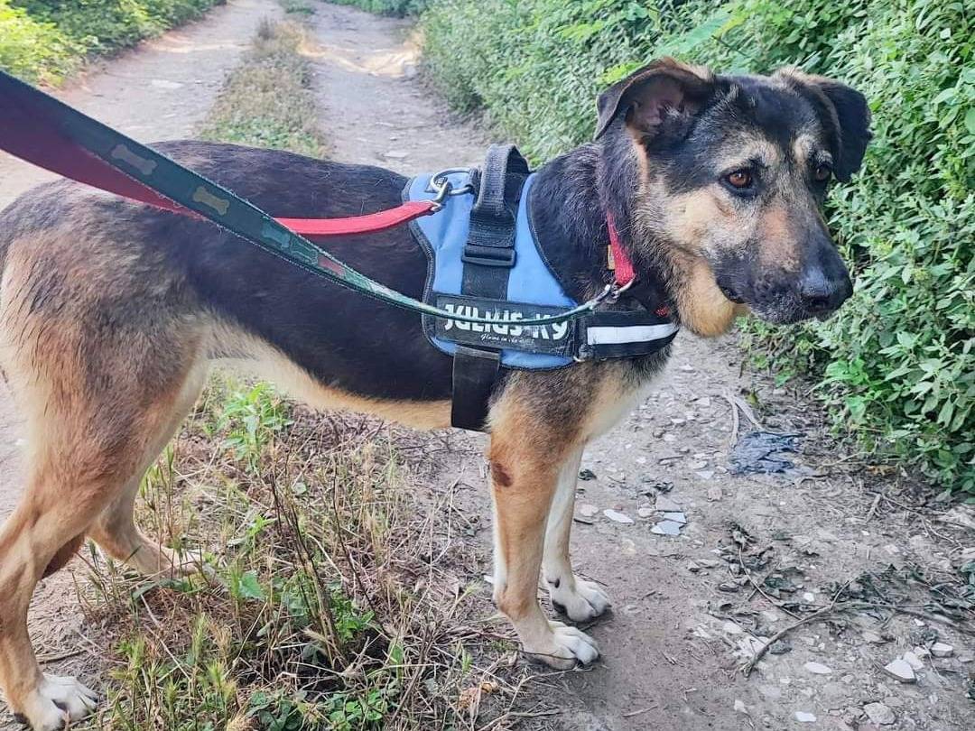 Vuoi adottare un cane a Napoli?