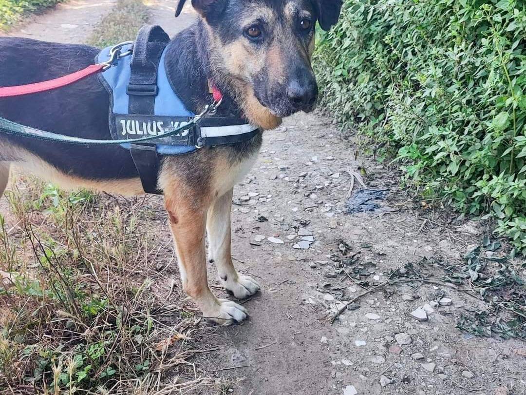 Adotta il cane Sofia a Napoli