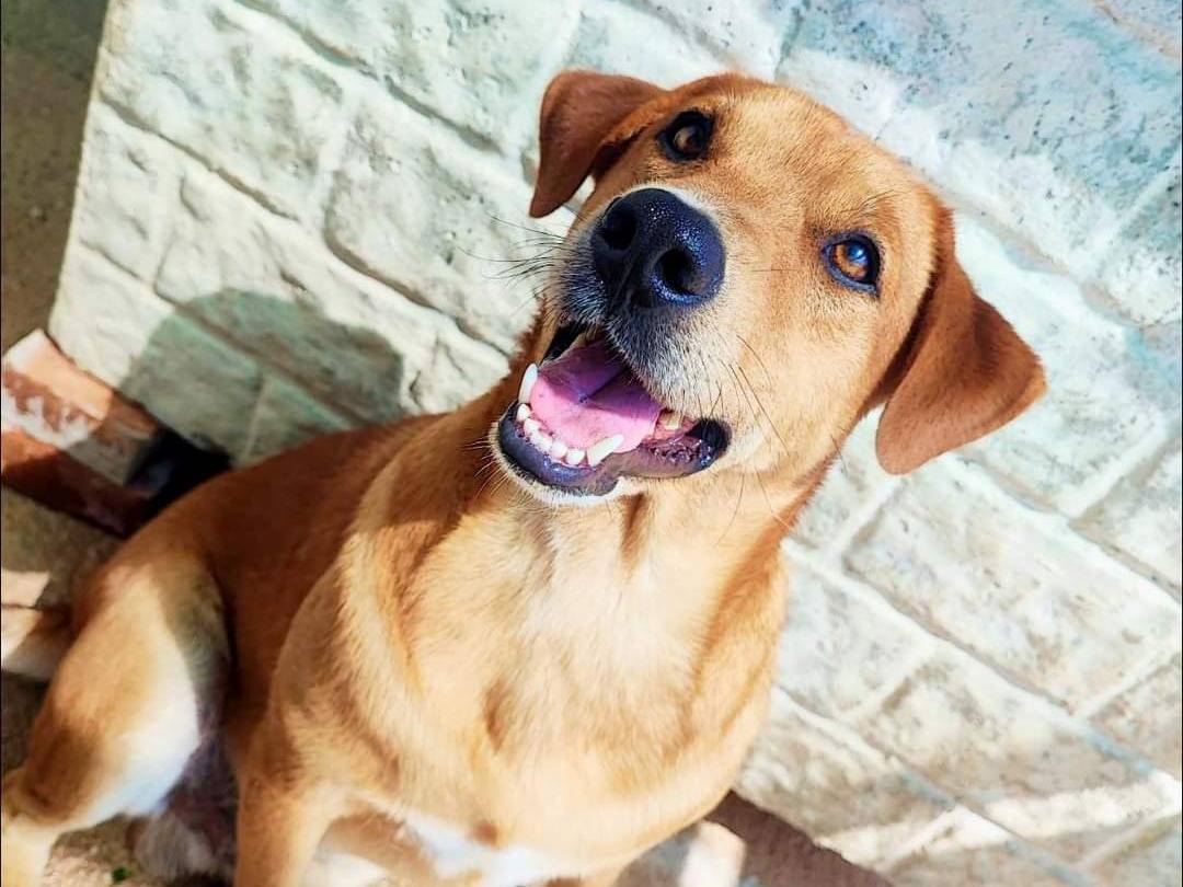 Foto dell'animale