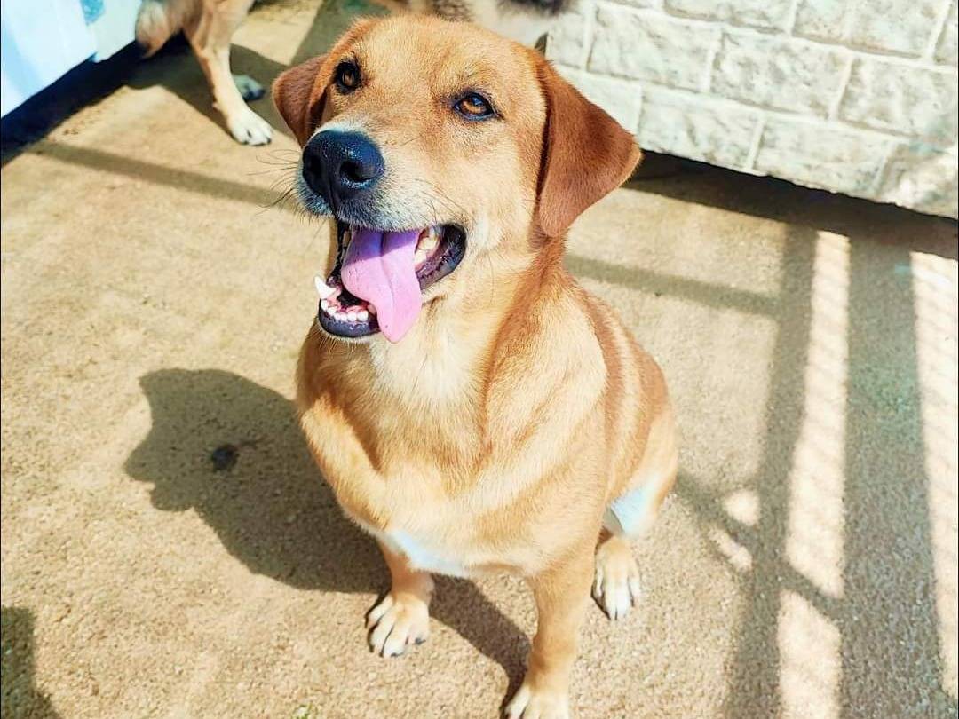 Adotta un cane, maschio, 6 anni , Napoli