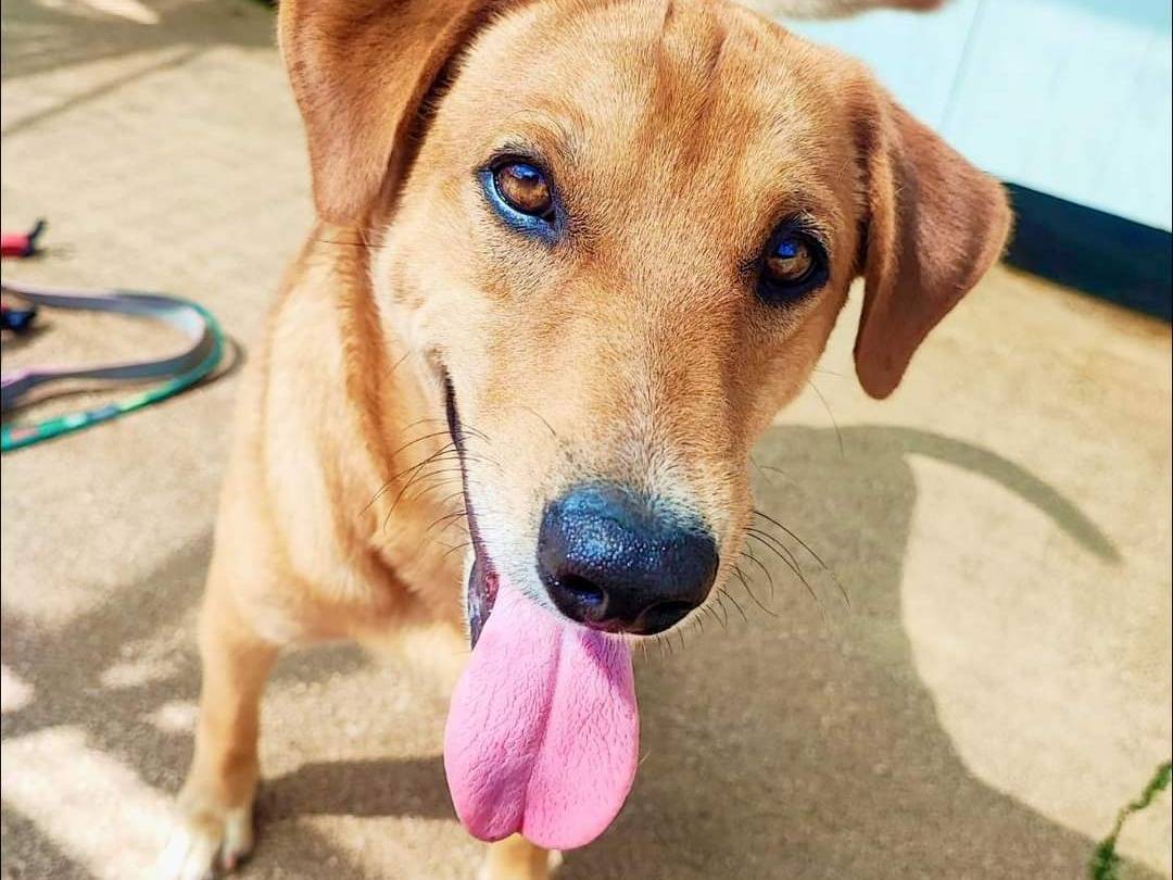 Vuoi adottare un cane a Napoli?