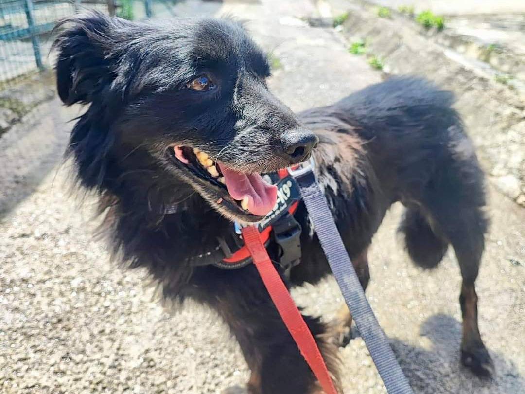 Adozione cane, maschio, meticcio, 5 anni e 7 mesi, taglia piccola, Napoli