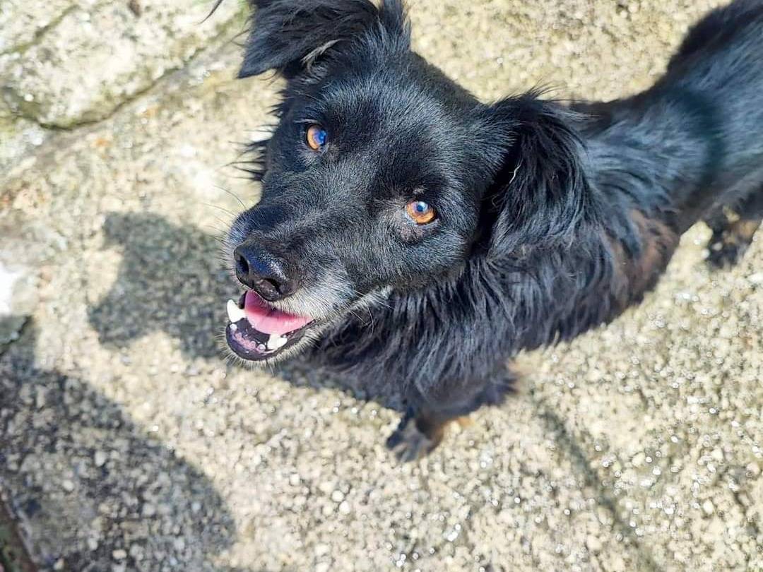 Adotta un cane, maschio, 5 anni e 7 mesi, Napoli