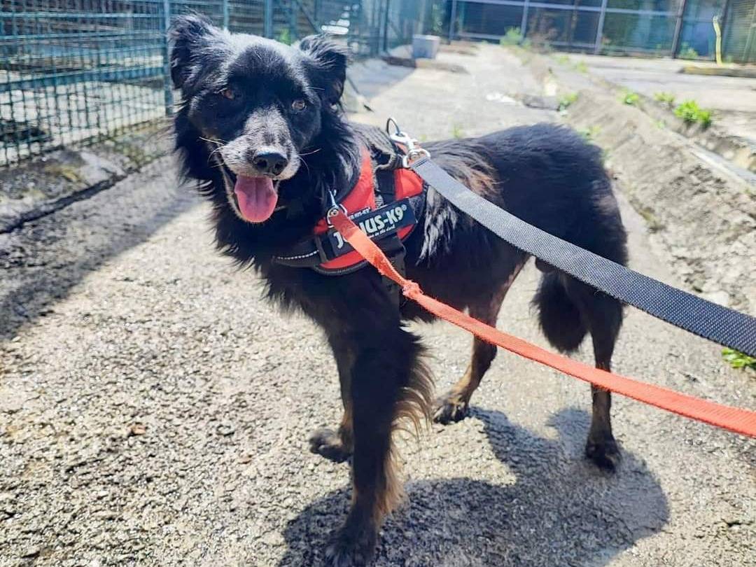 Adotta un cane, taglia piccola, maschio, Napoli