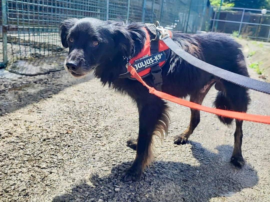 Vuoi adottare un cane a Napoli?