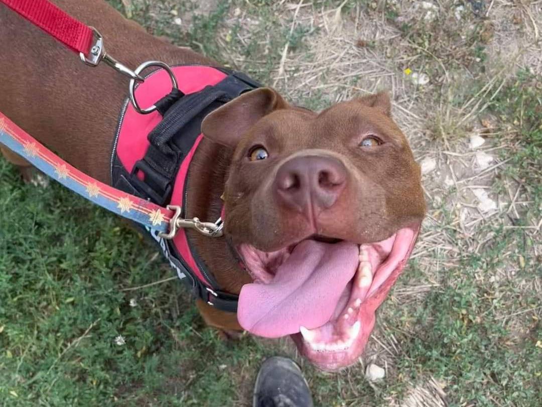 Adozione cane, femmina, Pitbull, 4 anni e 7 mesi, taglia grande, Napoli