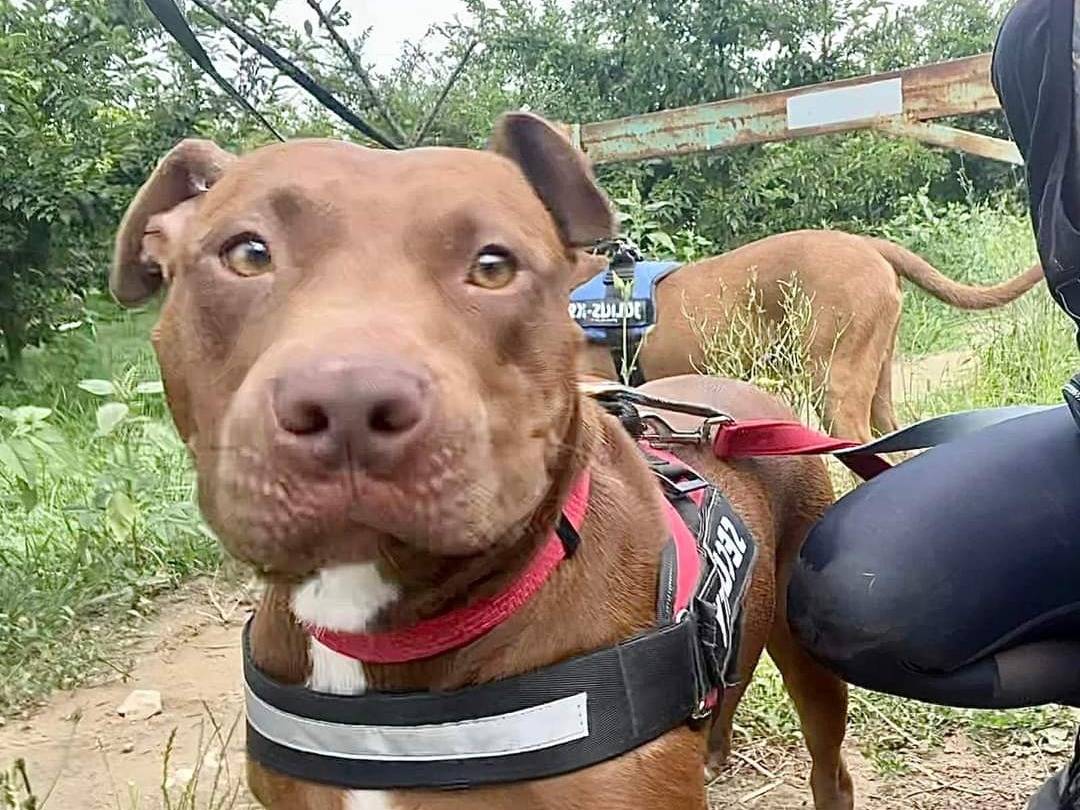 Adotta un cane, femmina, 4 anni e 7 mesi, Napoli