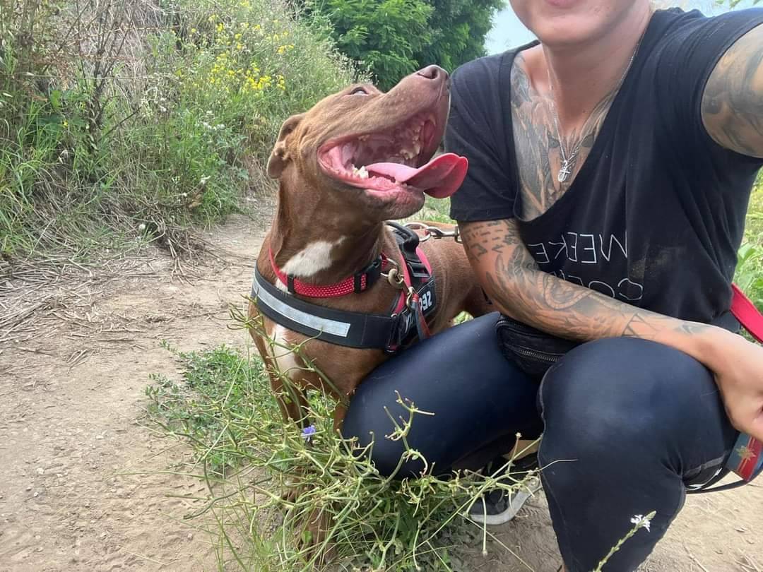 Adotta un cane, taglia grande, femmina, Napoli