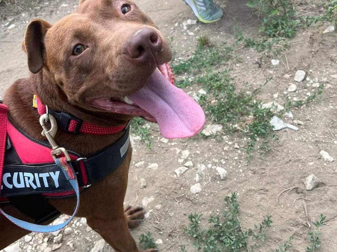 Vuoi adottare un cane a Napoli?