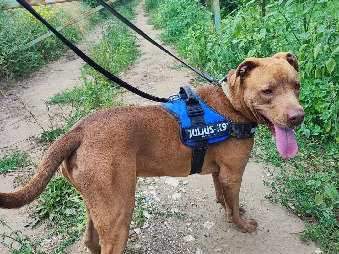 Adotta un cane, maschio, 5 anni  e 1 mese, Napoli