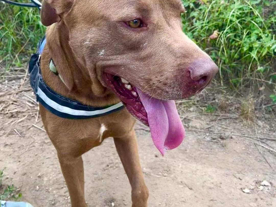 Vuoi adottare un cane a Napoli?