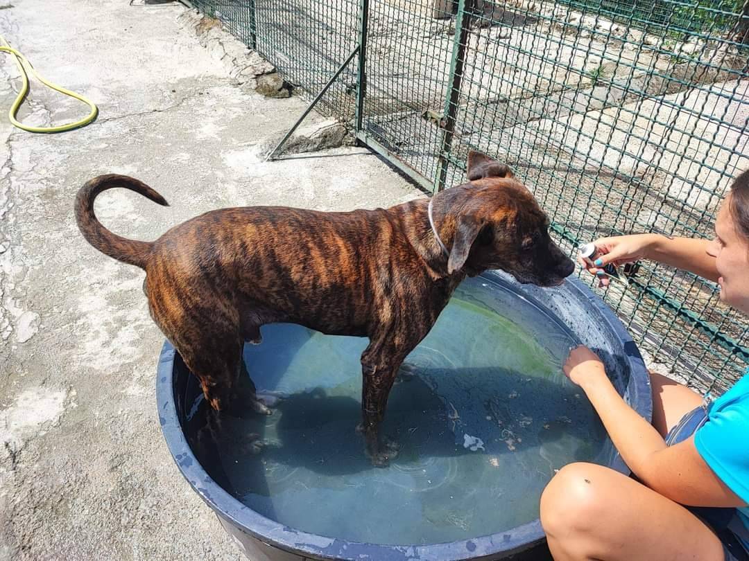 Adotta un cane, maschio, 5 anni  e 7 mesi , Napoli