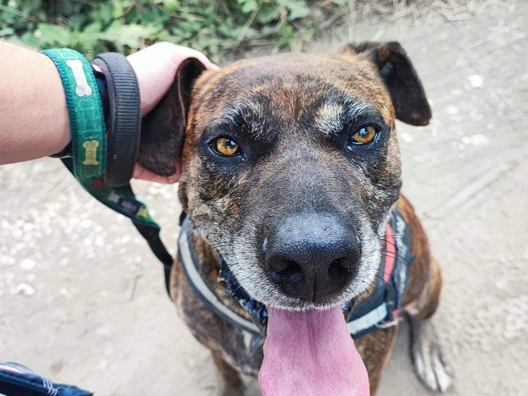Adotta un cane, taglia grande, maschio, Napoli