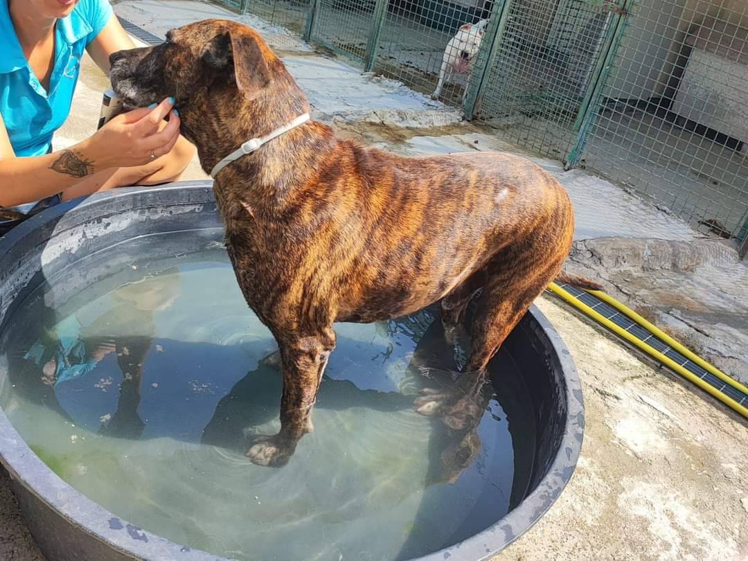 Vuoi adottare un cane a Napoli?