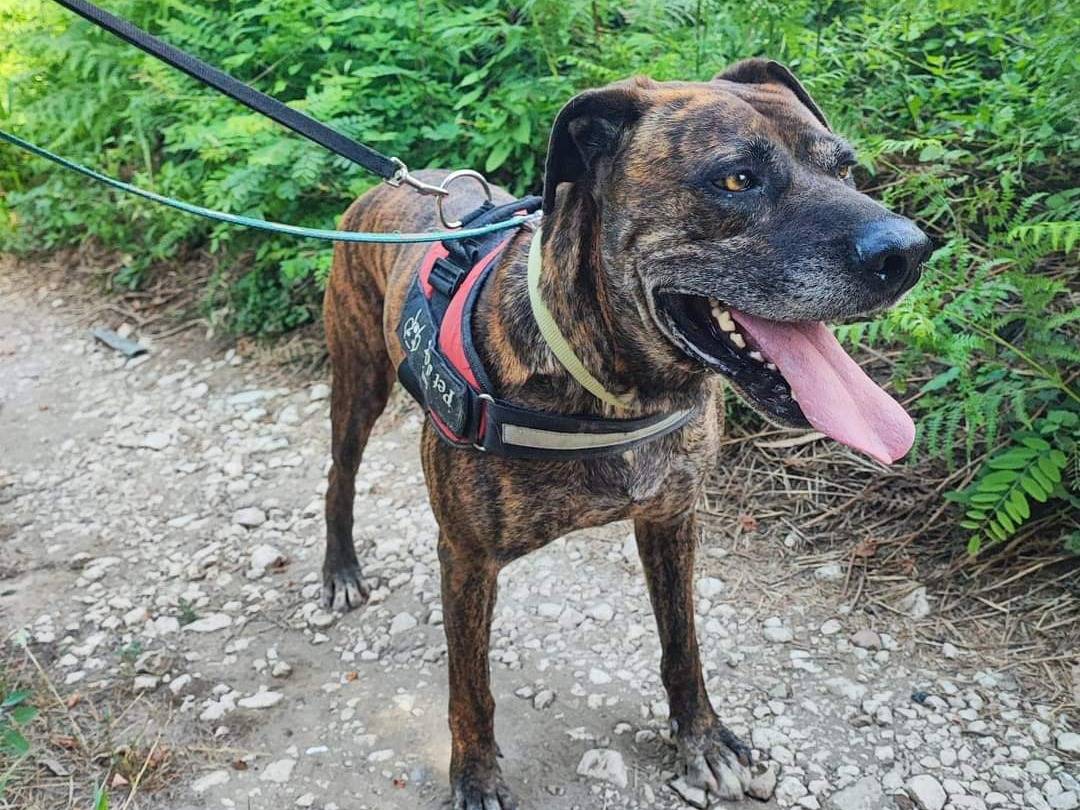Adotta il cane Ettore a Napoli