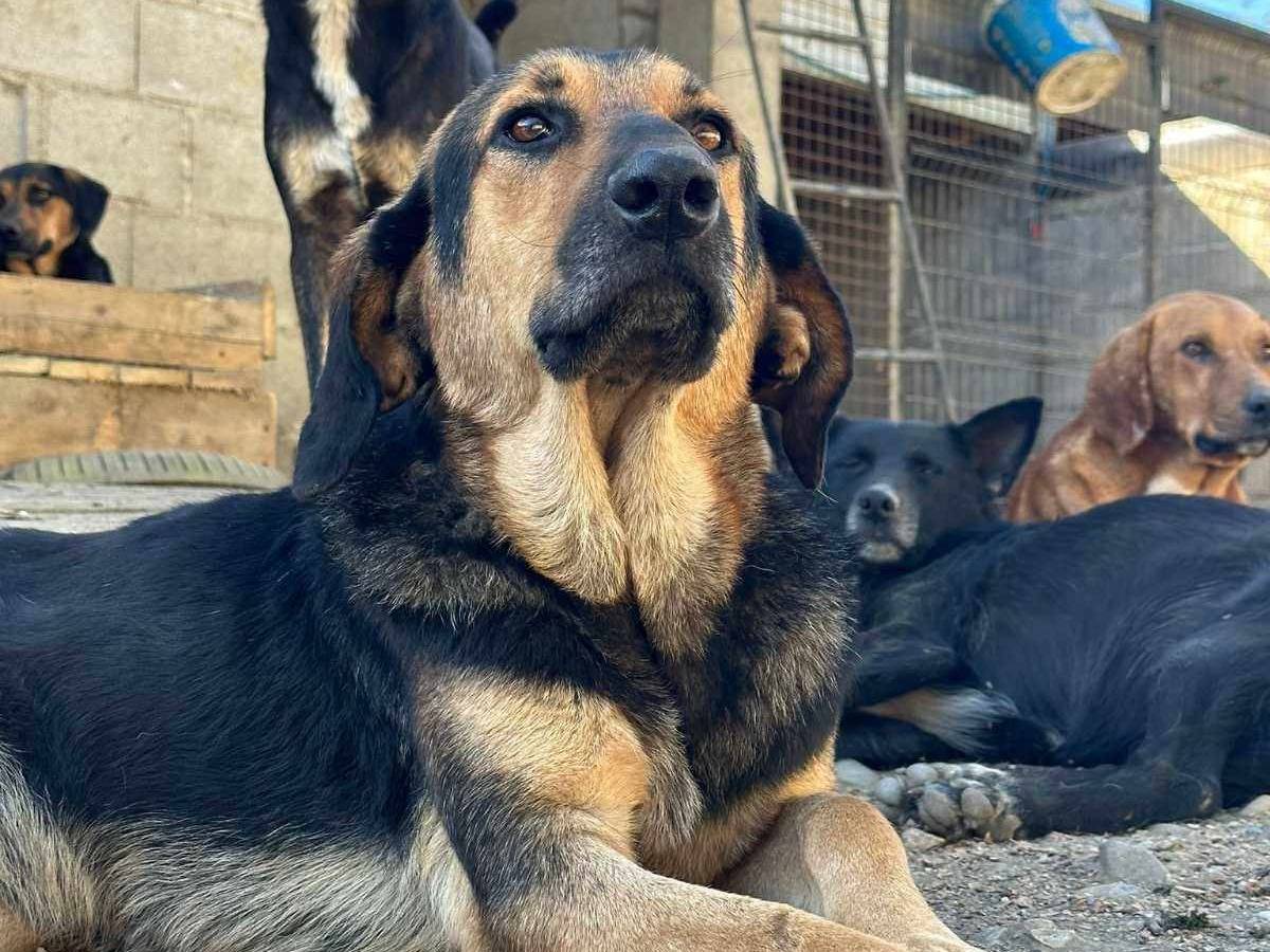 Adozione cane, maschio, meticcio, 4 anni  e 9 mesi , taglia media, Firenze