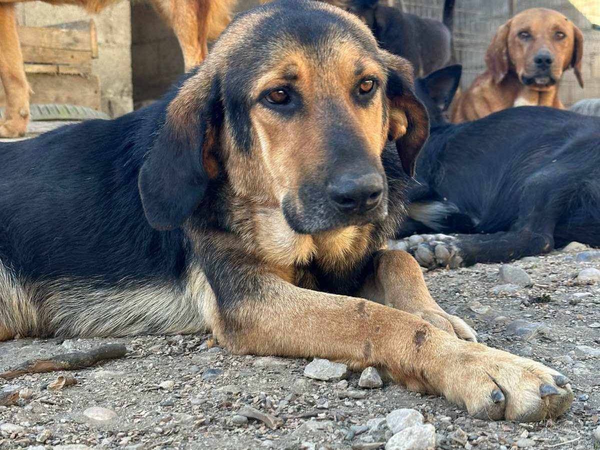Vuoi adottare un cane a Firenze?