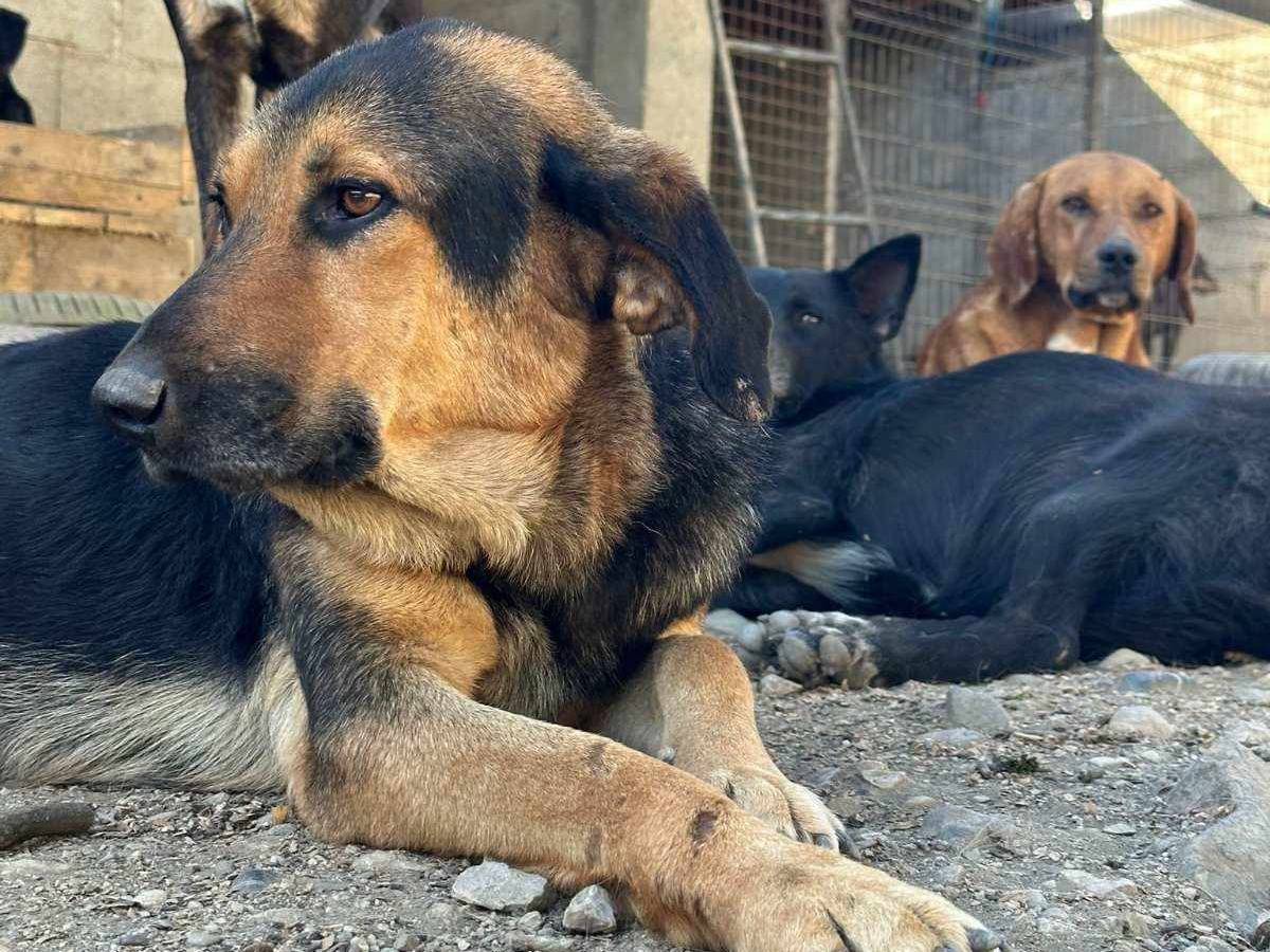 Adotta il cane AISHAN a Firenze
