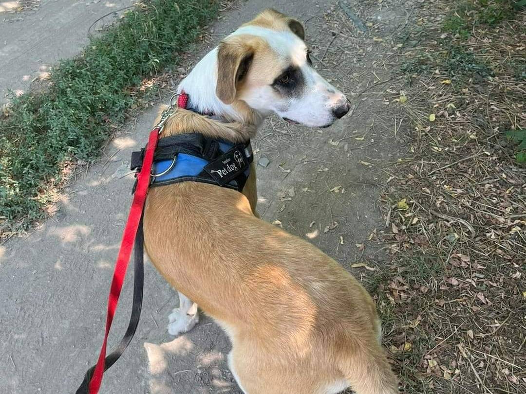 Adotta un cane, maschio, 4 anni  e 2 mesi , Napoli