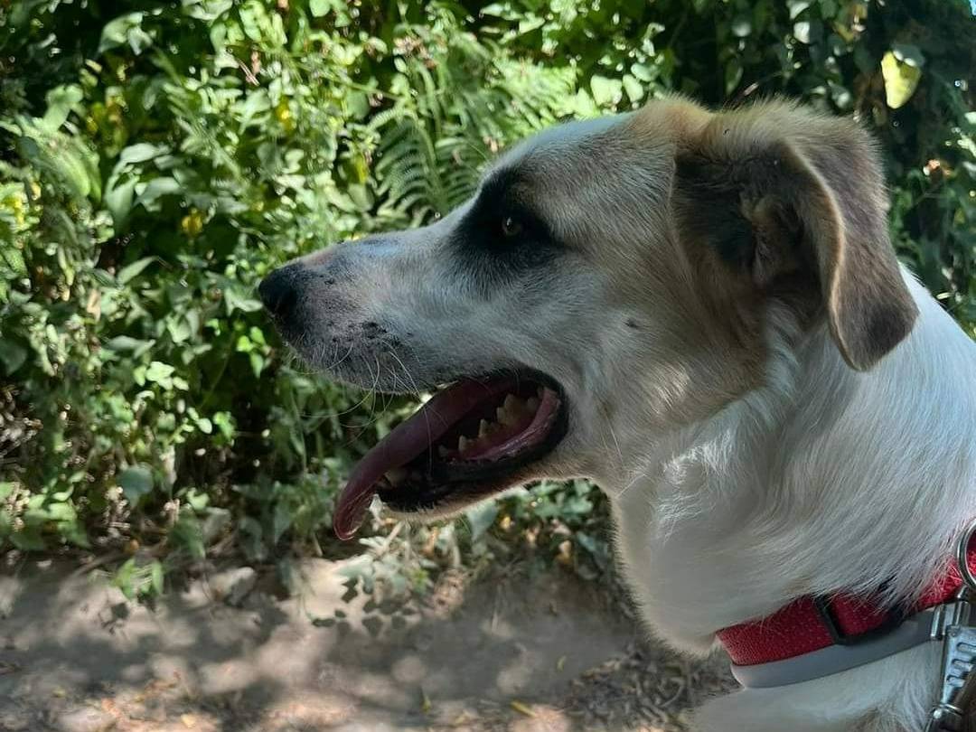 Adotta un cane, taglia grande, maschio, Napoli