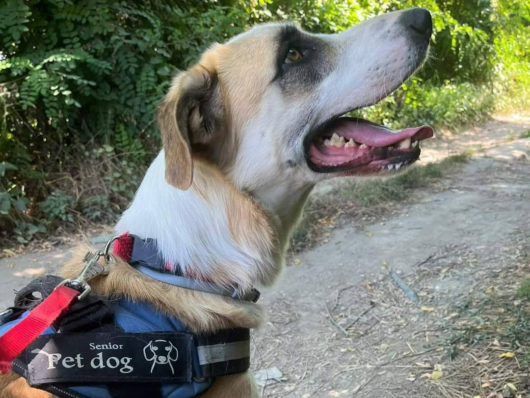 Adotta il cane Miele a Napoli