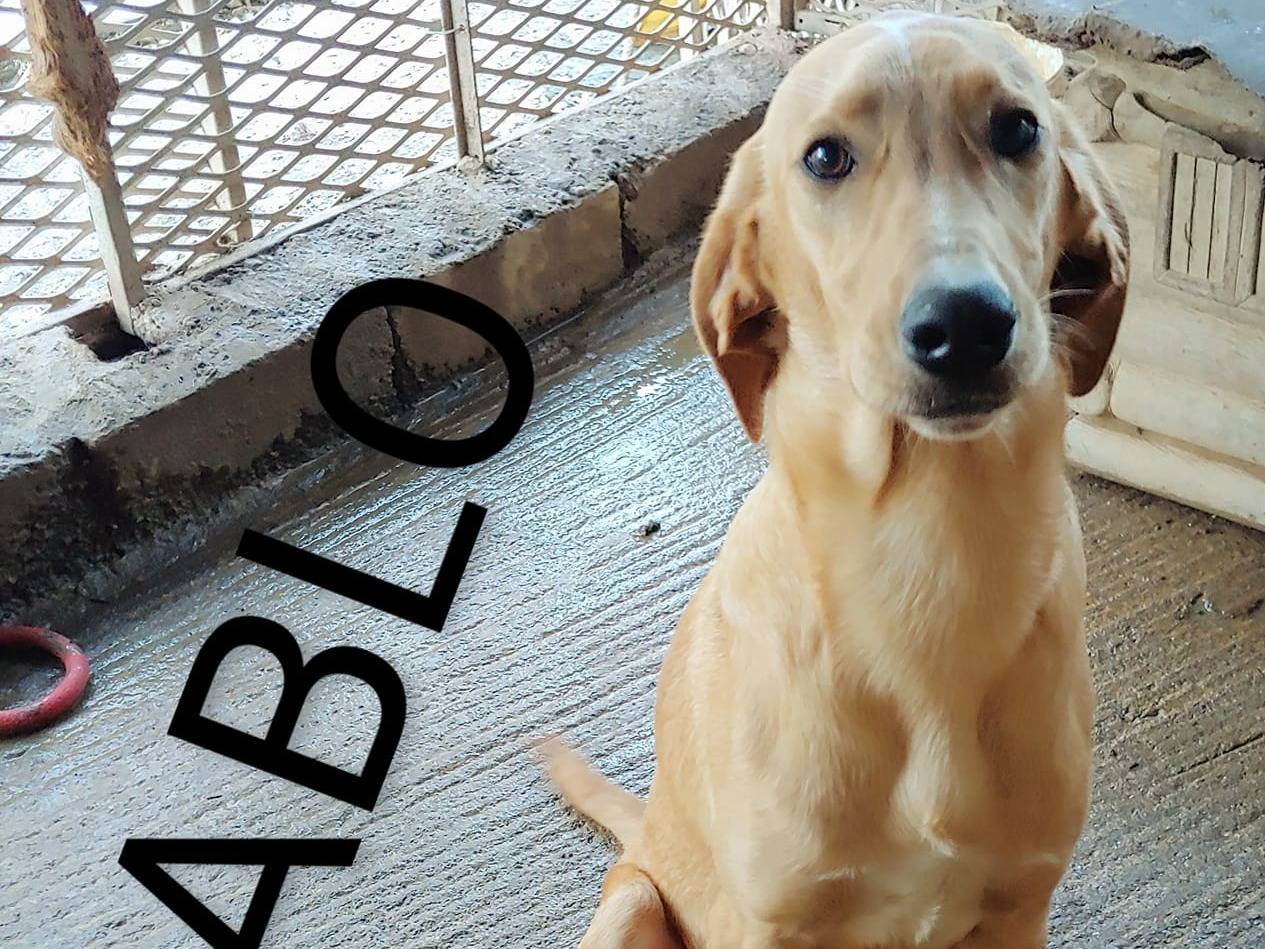 Foto dell'animale
