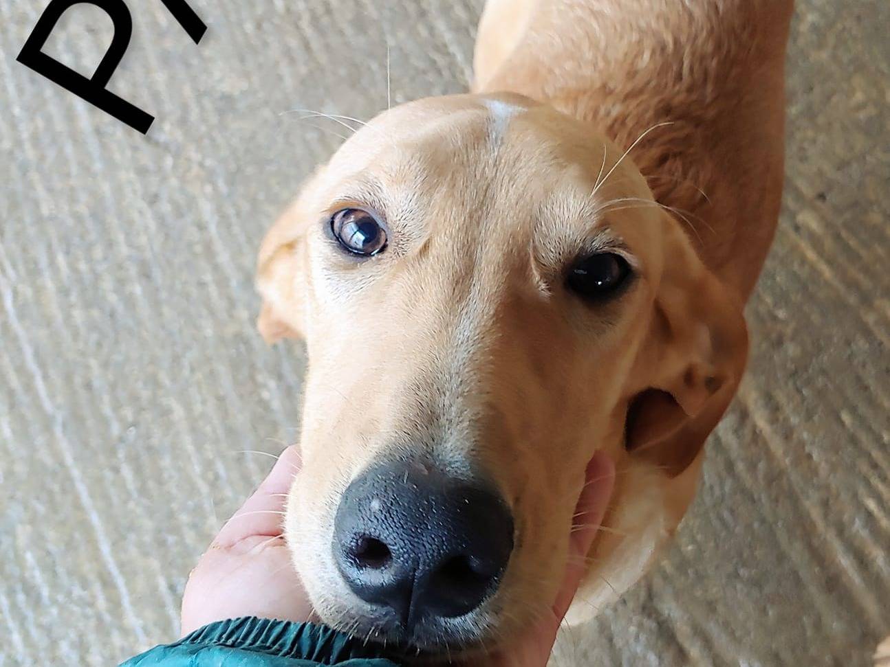 Adotta un cane, maschio, 3 anni  e 5 mesi , Messina