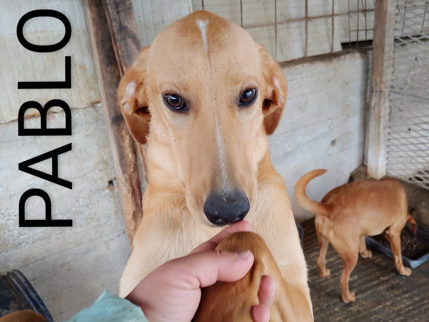 Adotta un cane, taglia media contenuta, maschio, Messina