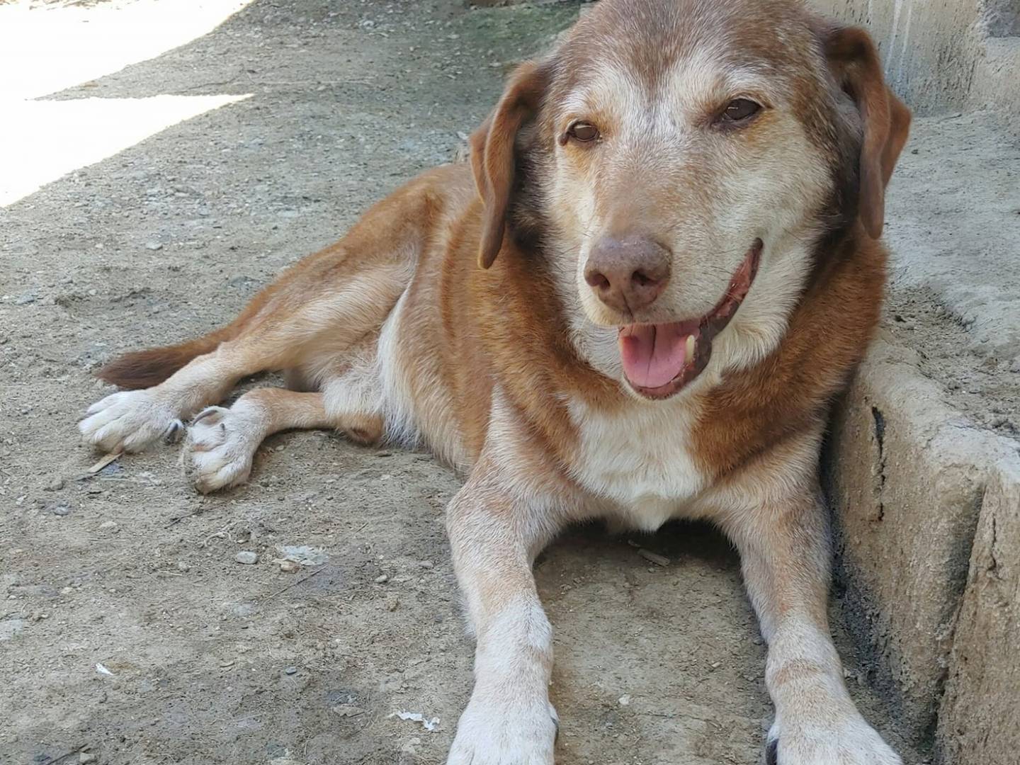 Vuoi adottare un cane a Messina?
