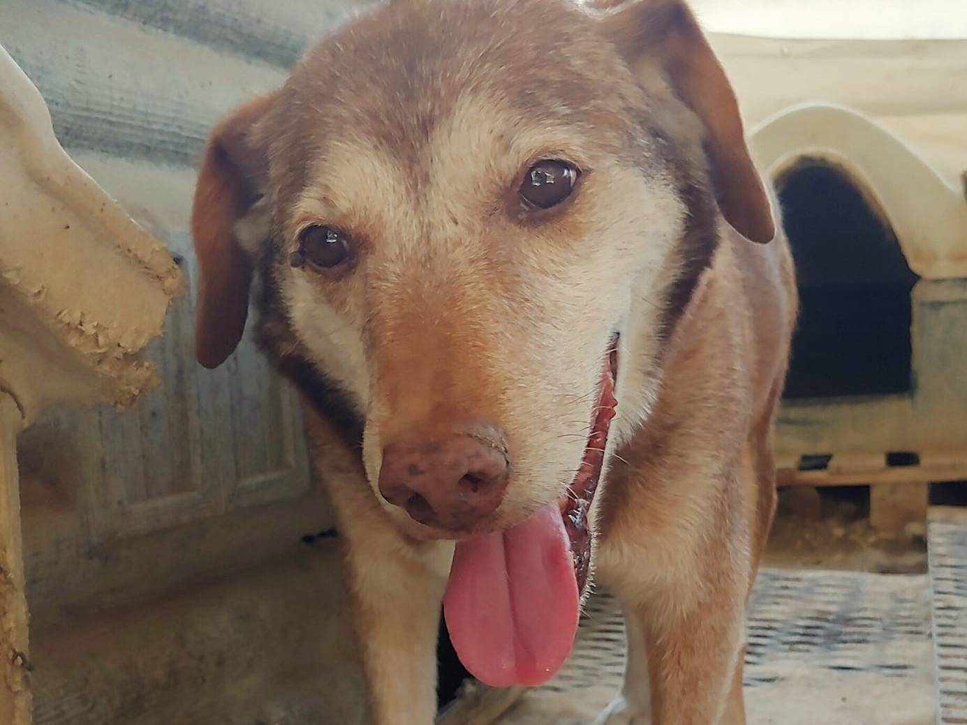 Adotta il cane Hansel a Messina