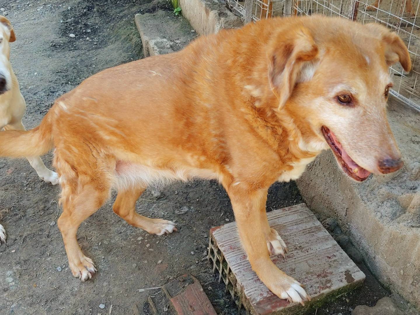 Adotta un cane, femmina, 14 anni  e 11 mesi , Messina