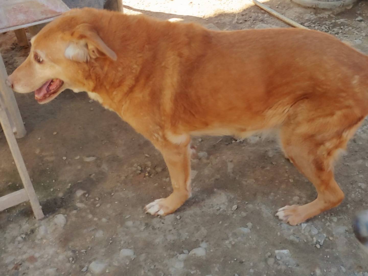 Adotta un cane, taglia media, femmina, Messina