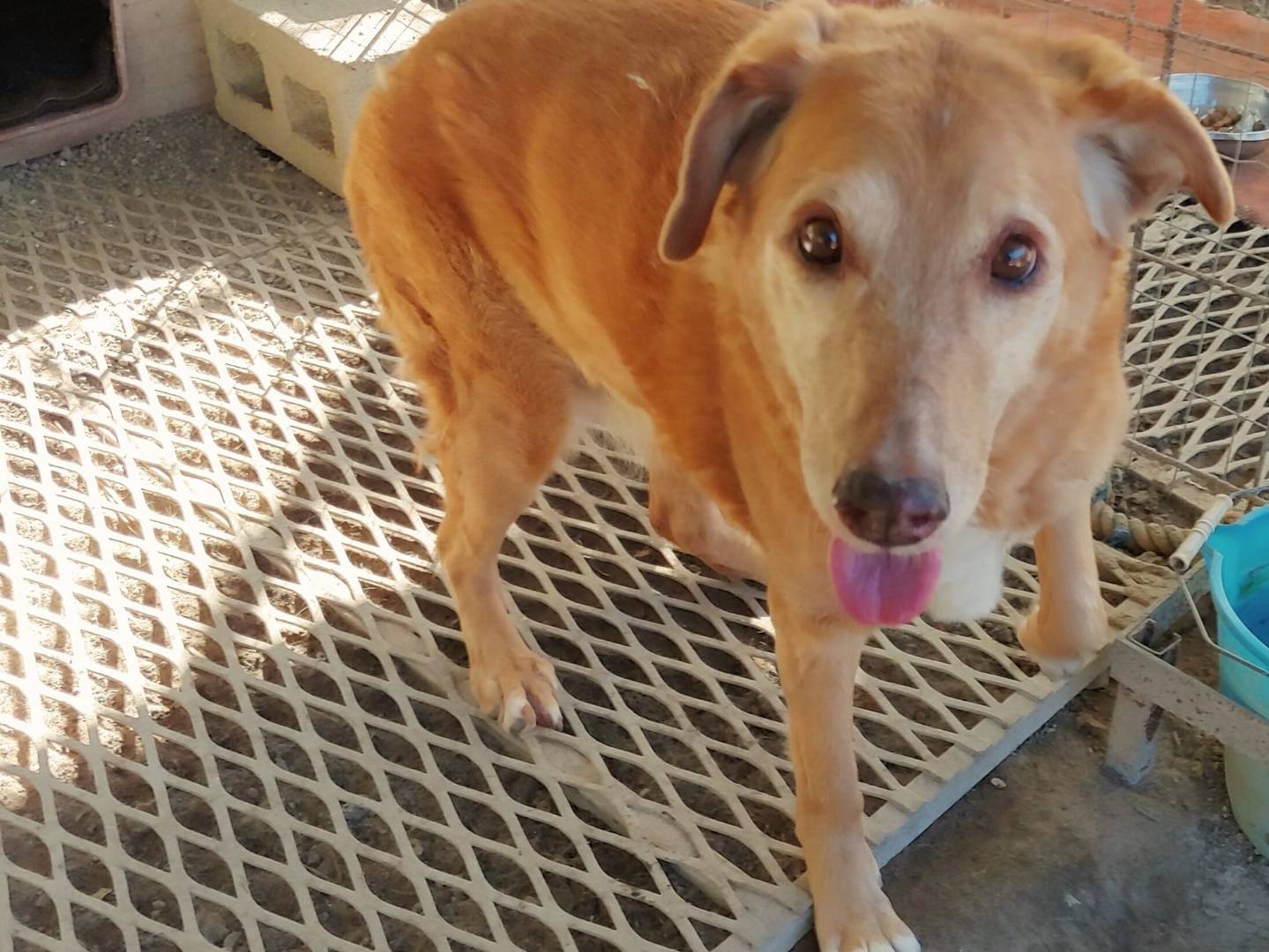 Vuoi adottare un cane a Messina?