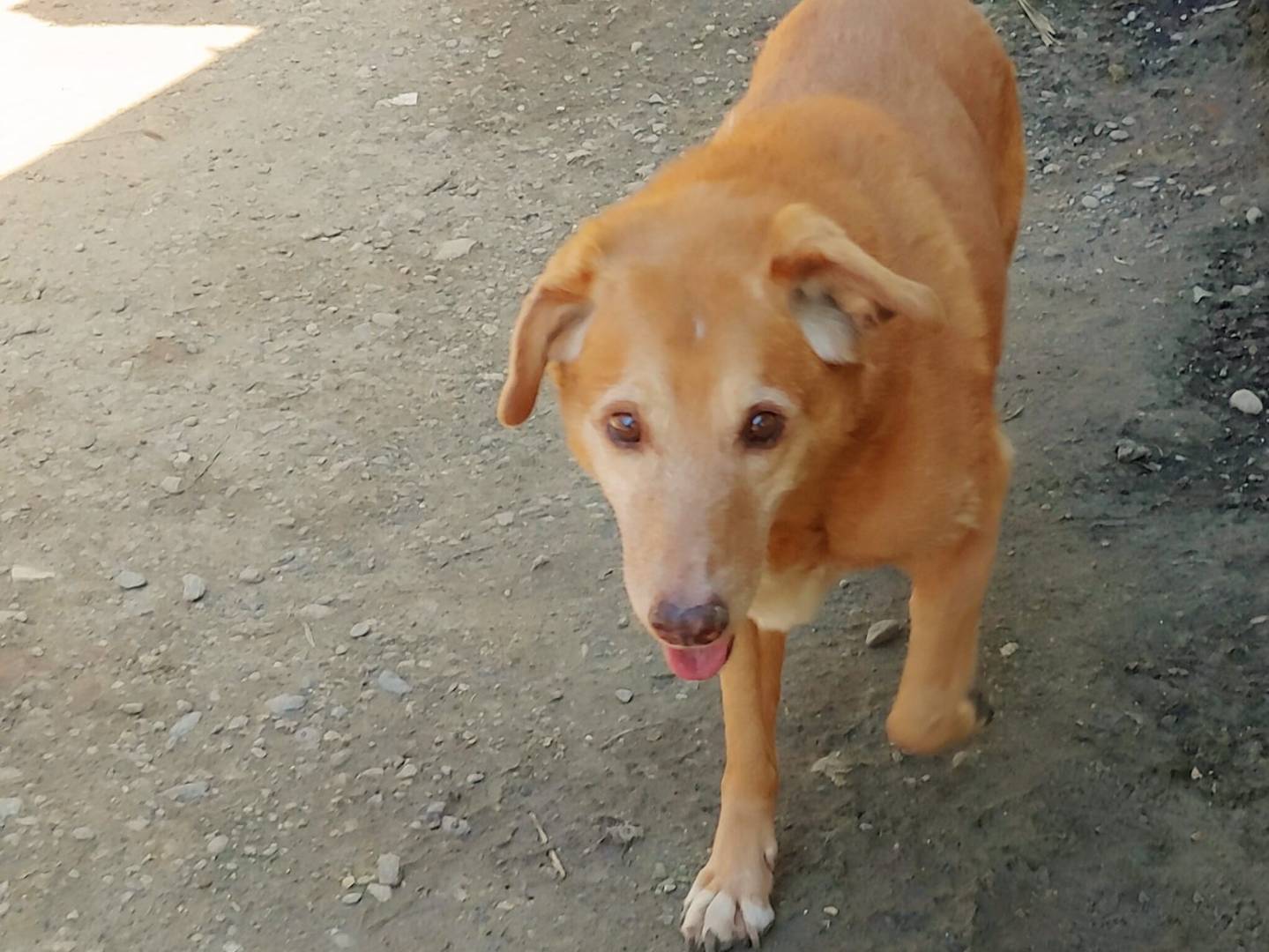 Adotta il cane Luna a Messina