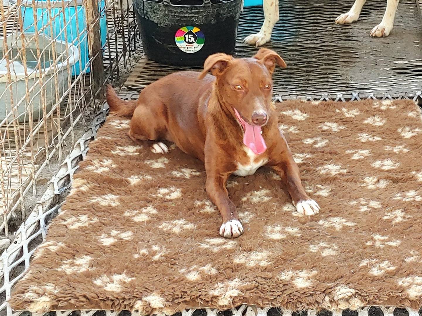 Adotta un cane, femmina, 6 anni  e 4 mesi , Messina