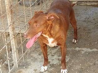Adotta un cane, taglia media contenuta, femmina, Messina