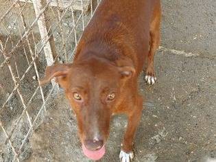 Vuoi adottare un cane a Messina?