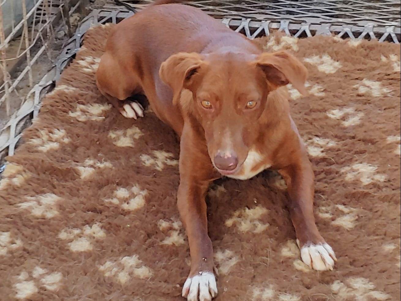 Adotta il cane lucy a Messina