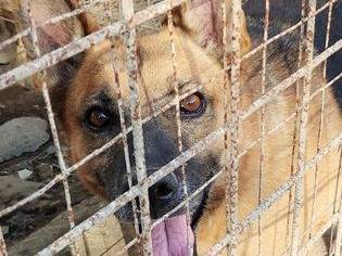 Vuoi adottare un cane a Messina?