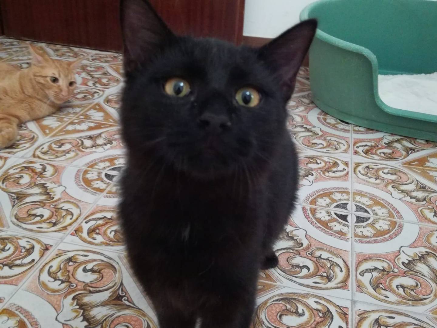 Adotta un gatto, maschio, 2 anni , Trapani