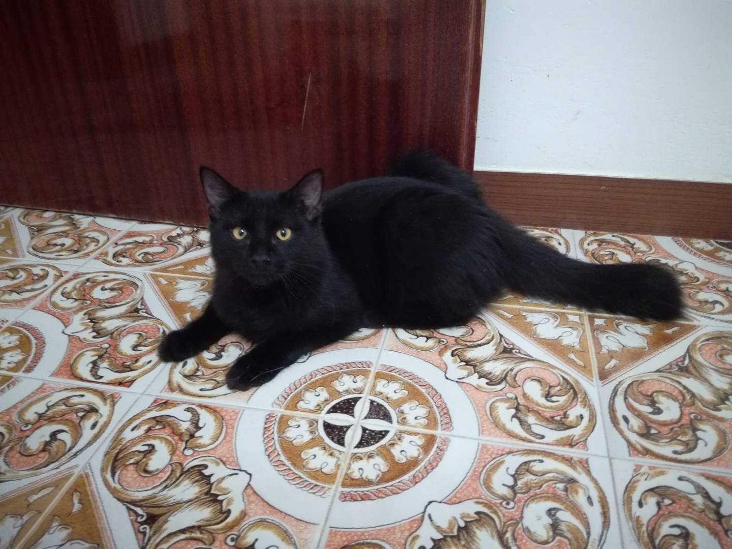 Adotta un gatto, taglia non valida, maschio, Trapani