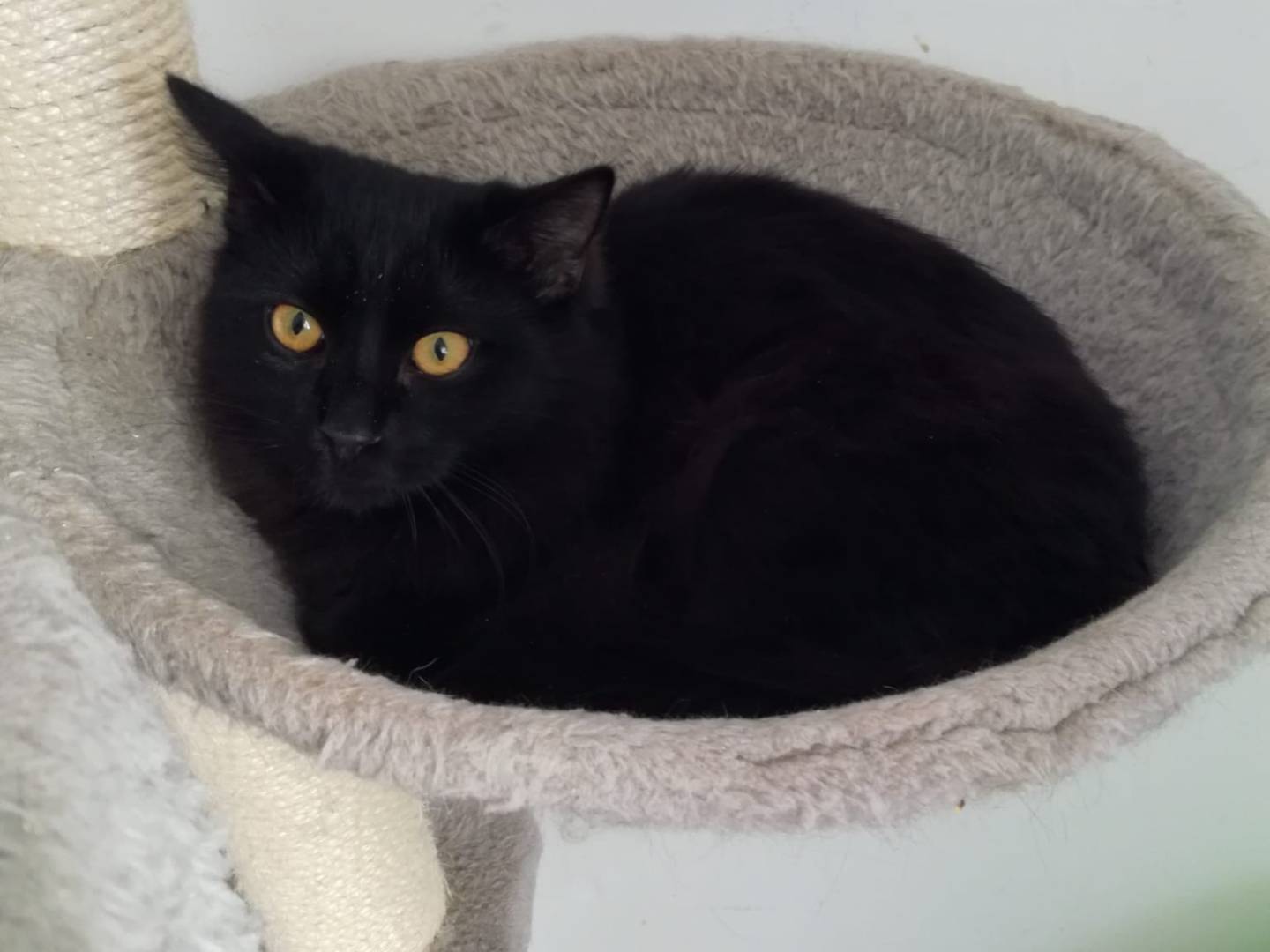 Vuoi adottare un gatto a Trapani?
