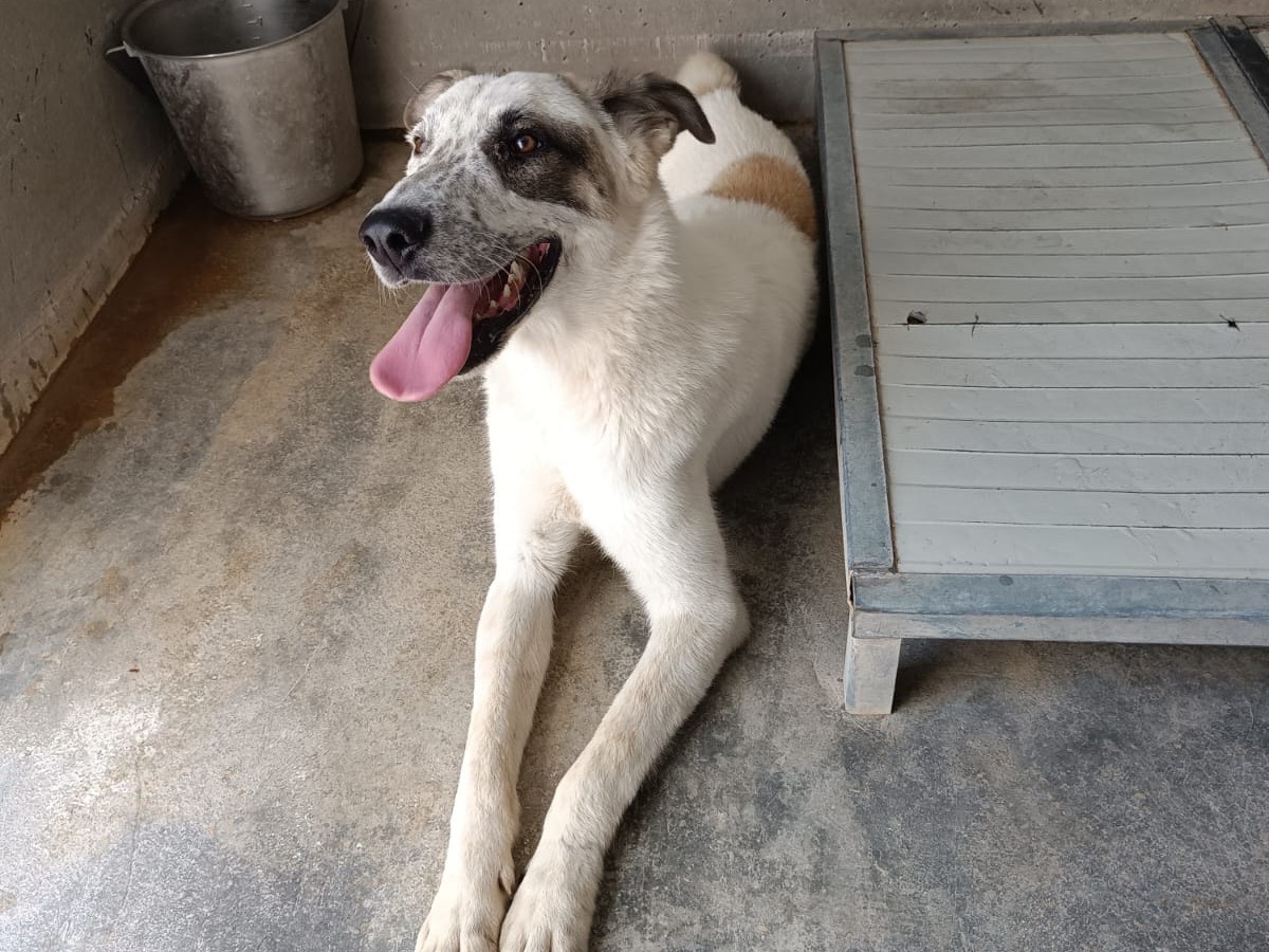 Adotta un cane, maschio, 2 anni  e 6 mesi , Piacenza