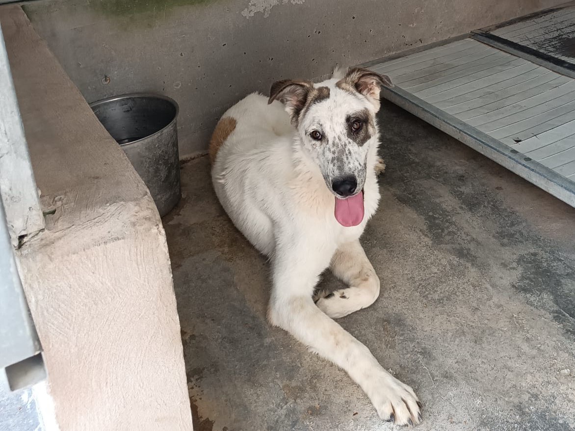 Adotta un cane, taglia media, maschio, Piacenza