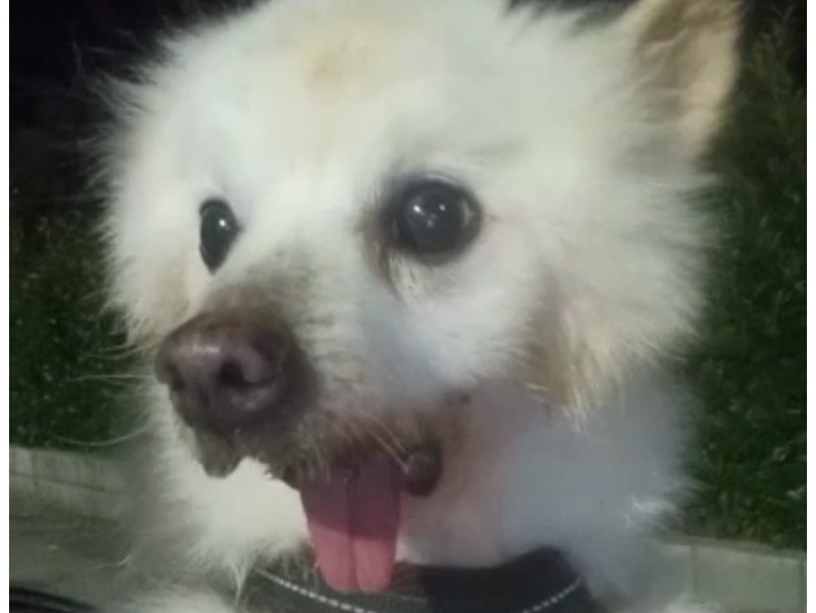 Adotta un cane, maschio, 13 anni e 2 mesi, Benevento