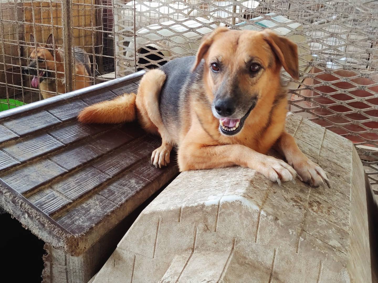 Foto dell'animale