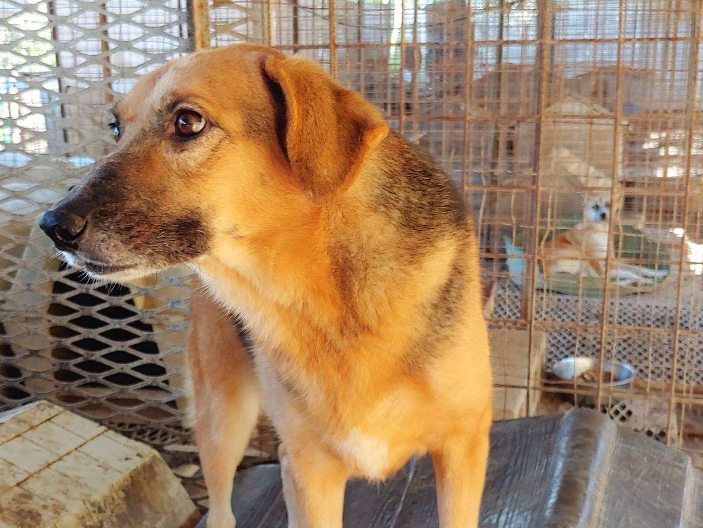 Vuoi adottare un cane a Messina?
