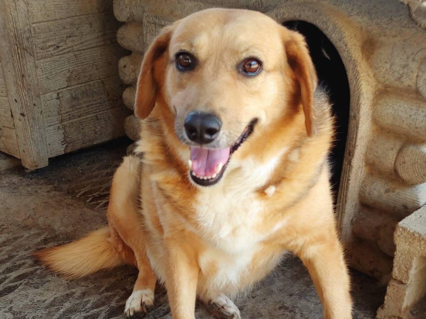 Adotta un cane, taglia media, femmina, Messina